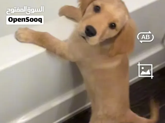 للبيع بيعة سريعة جولدن رتريفر بيور