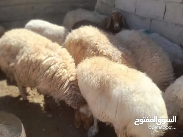 حرق اسعاري ذبائح بلدي