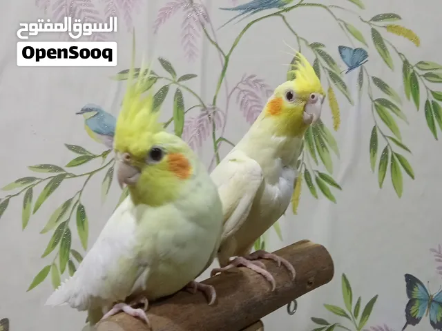 كوكتيل هادئ جدا جدا جدا جدا أمن مع الاطفال لايوجد عض نهائي بيطلع علي الايد مفيش عض متميز لعبي ذكي جد