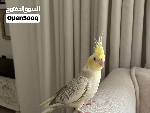 lutino Cockatiel
