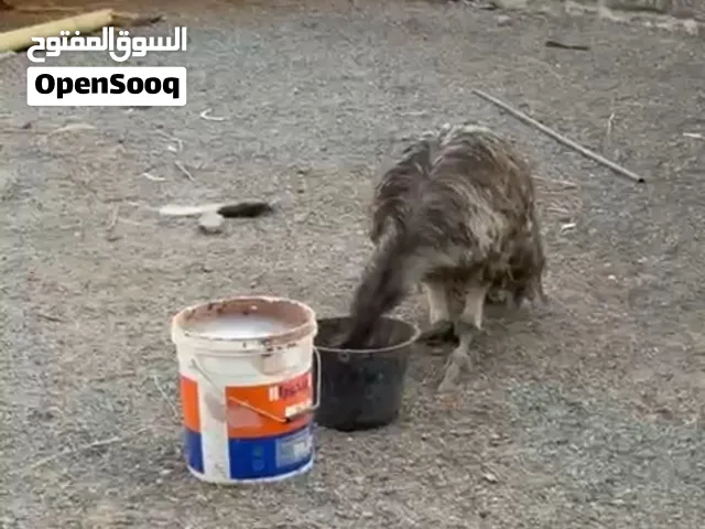 الايمو اوالامو للبيع