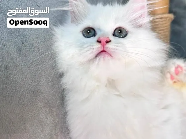 قطط شيرازي ميكس فيرجن عمرهم شهرين ونص كتير حلوين متعودين على الليتر بوكس
