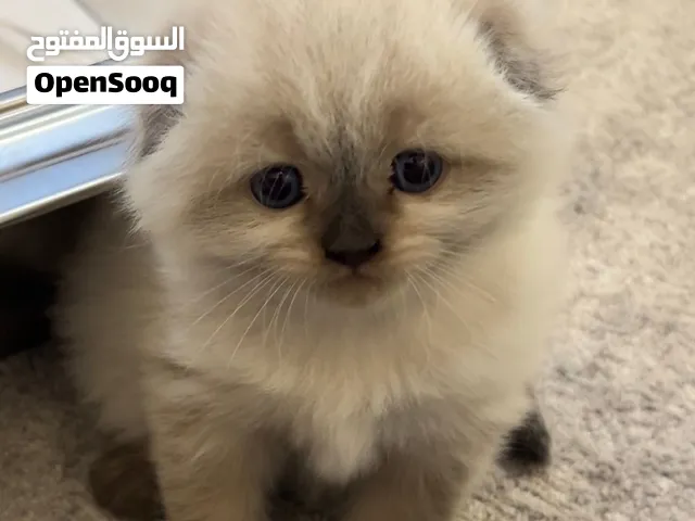 سكوتش فولد لونق هير بوينت