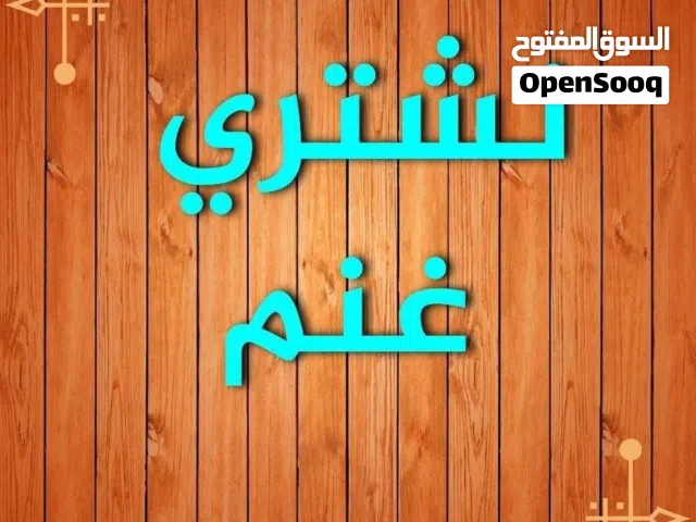 نشتري غنم ومعزا والدفع كاش
