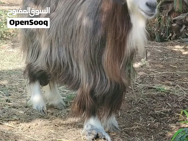هوش رحبيات
