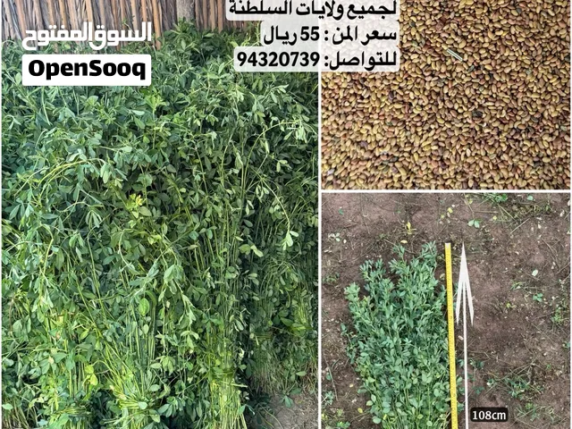 للبيع بذر قت عماني نظيف ومضمون كثافه ورق وعود يوصل فوق المتر
