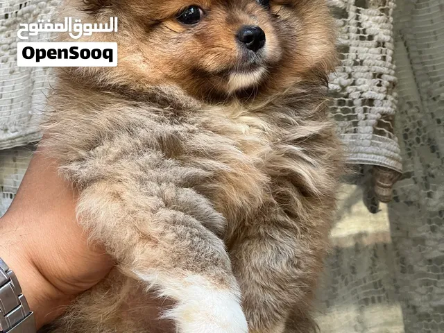 بومارنين Pomeranian