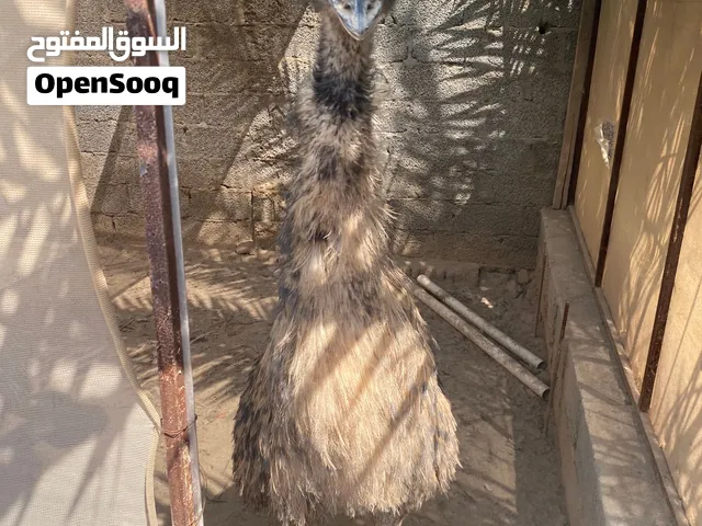 نعام سن التزاوج
