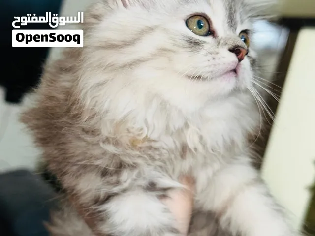Persian cat