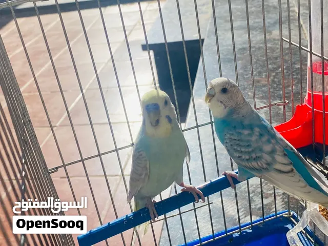 كوبيه بيقلينو للبيع أقرا الوصف
