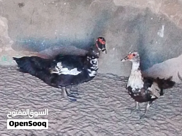 السلام عليكم