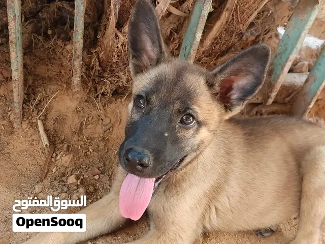 السلام عليكم متوفر كلب ميلنو جروه آلله يبارك سعر 1200 كنا فلوسك وتيات نسعدوك مكان طرابلس