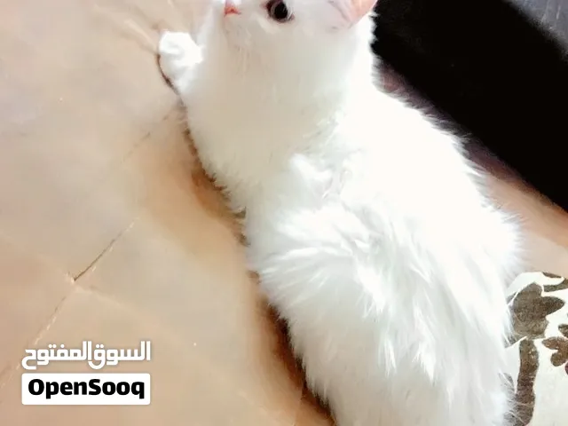 Beautiful Cat in Ksa Riyadh with beautiful dress and crown For Free.