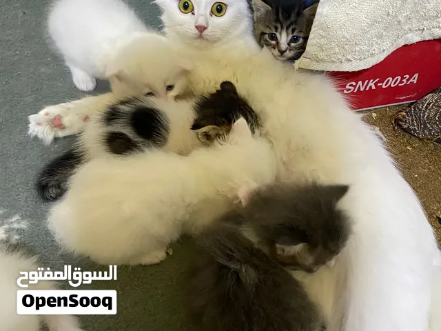 قطط للبيع مشكلات