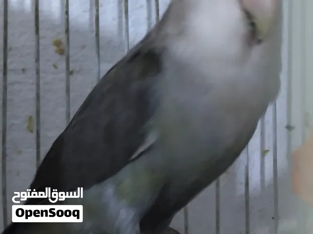 طيور روز العدد 2