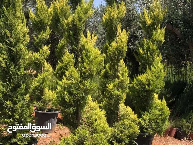 مشاتل الأندلس لإنتاج وبيع جميع أنواع الأشجار المثمره وأشجار الزينه الايطاليه المستورده