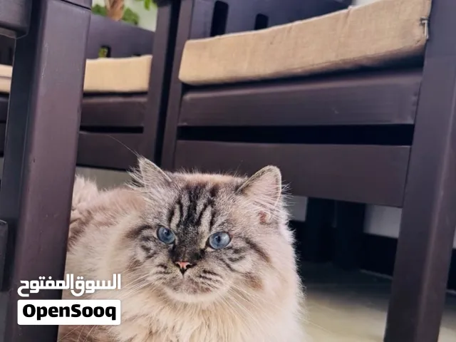 قط هملايا للتبني