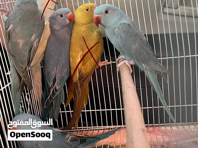 For sale cockatails and colored ringneck