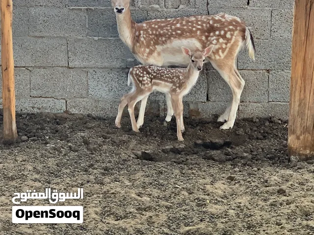 غزال للبيع