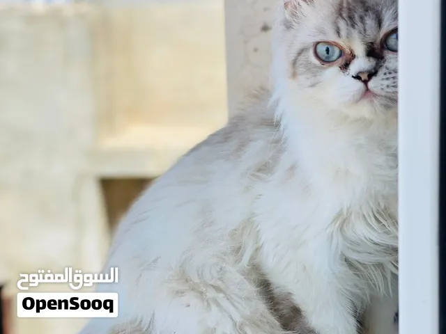 ذكر هملاي  للبيع