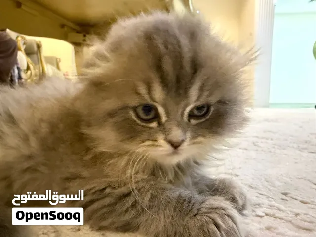 كتين بريتش لونق هير