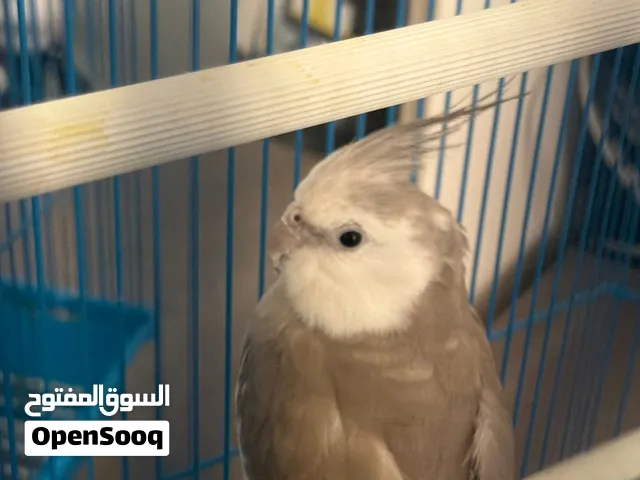 طير كوكتيل 350