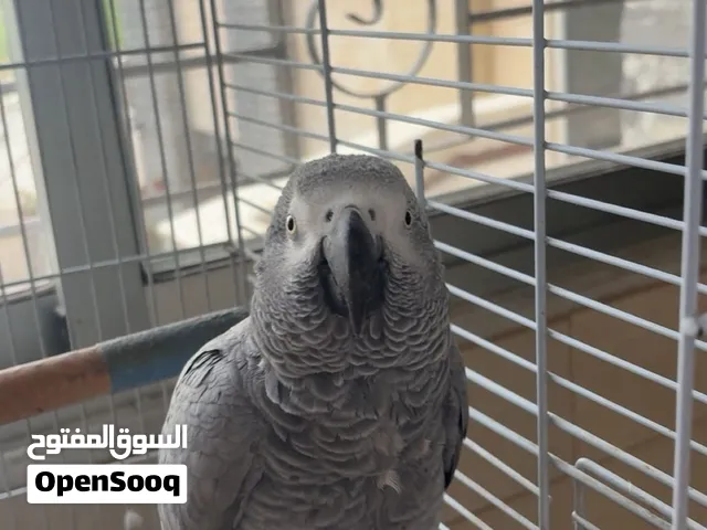ببغاء كاسكو