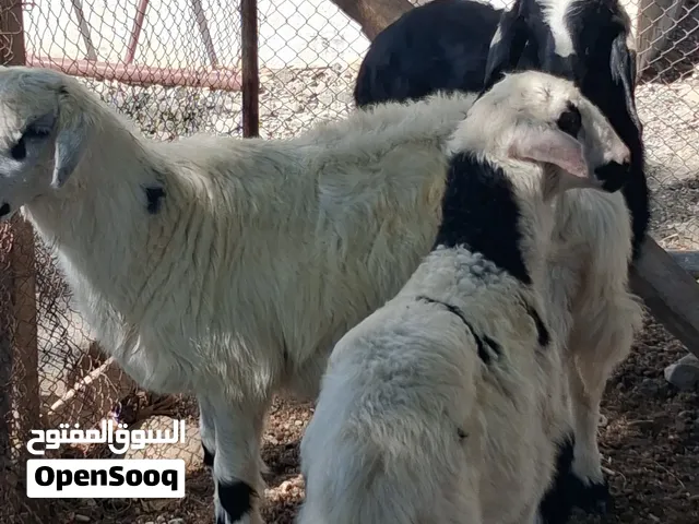 للبيع ثلاث كباشه مهجنات