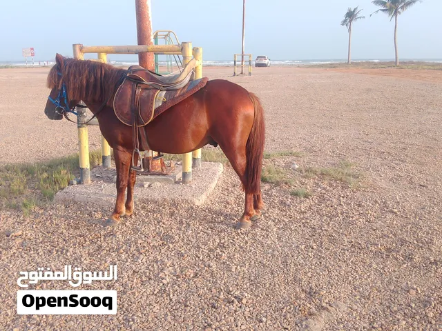 small horse