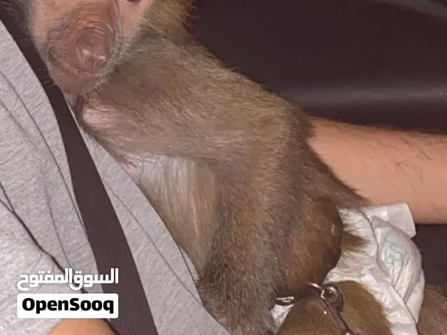 قرد بابون للبيع