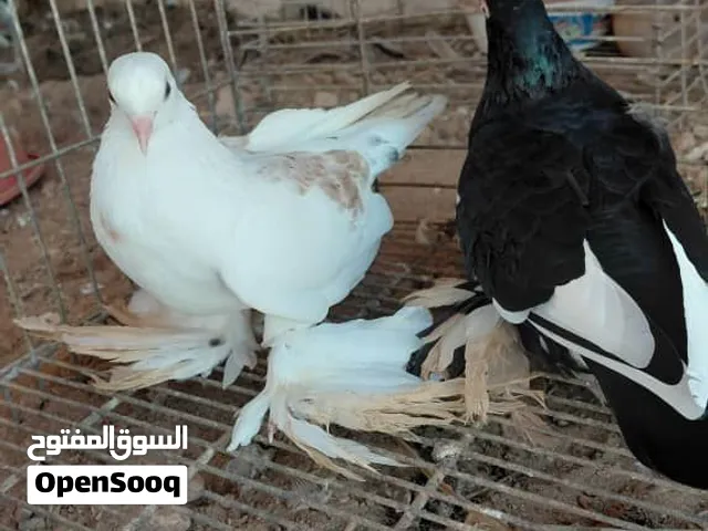 جوز اسبانيا كوبيا