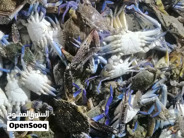 متوفر دشن طازج يومين يتوفر الكيلو 1.300