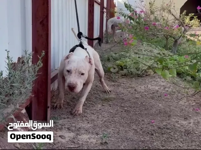 كلاب دمها نضيف وصحتها ممتازه جداً والجلبه منتجه وقريب بتصرف
