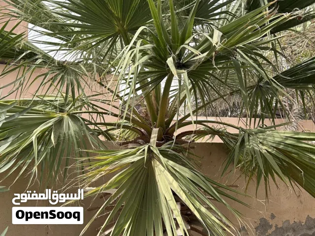 نخيل واشنطونيا للبيع