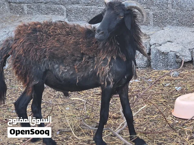 للبيع كبش عماني اصيل بدون تهجين