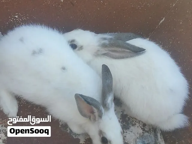 جوز ارانب متوسط الحجم يوجد خدمة توصيل
