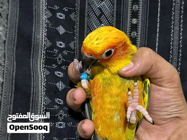صن كنيور اليف عالاخر الوصف مهم