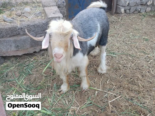 تيس من حلال الرحوب الملكي عمره 4سنوات وتيس الملكي صغير عمره 4اشهر وتيس الصغير الابهص عمره 4اشهر اوا