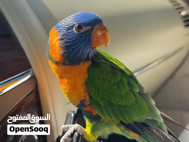 لوري اليف للبيع