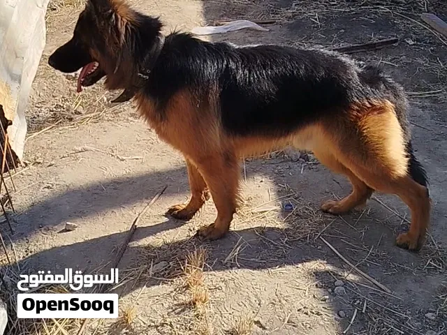 السلام عليكم كلب جيرمن للبيع