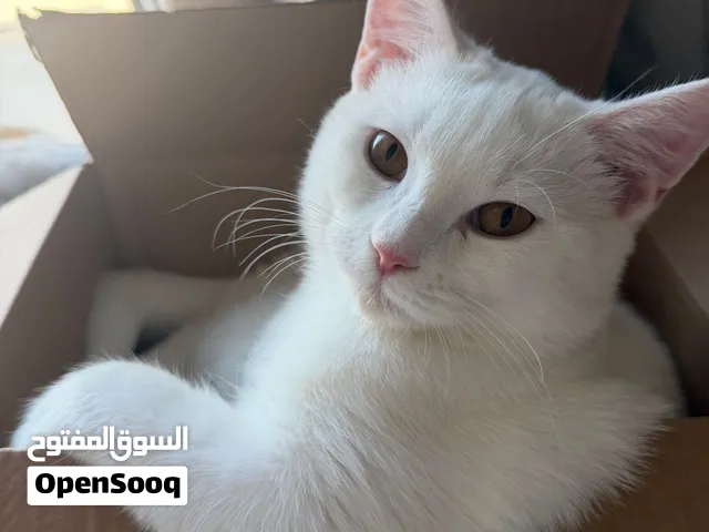 قط صغير للتبني