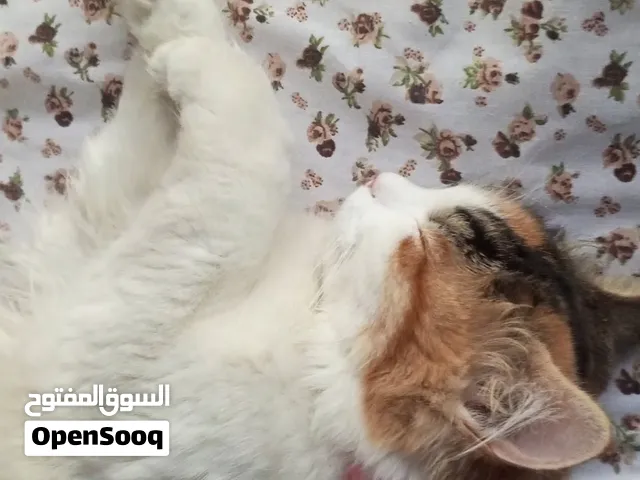قطة شانشيلا مكس بلدي تبني
