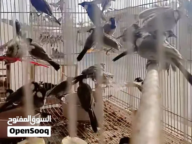 بلابل مخاليف سعر لزوج 15 أبو الخصيب حمدان