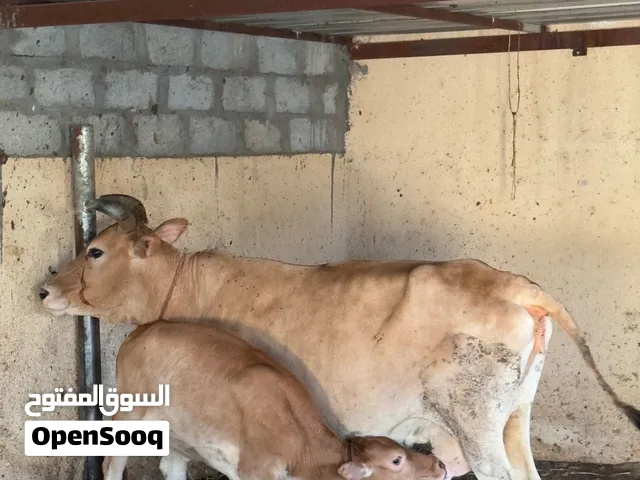 بقره عشار وتحتها عجله