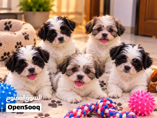 جراوي مالتيز بيور PURE MALTESE PUPPIES