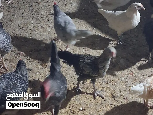 ديوك للبيع حوالي 15 ديك