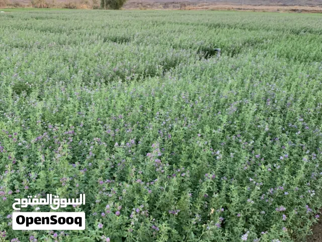بذر قت ايراني درجه أولى مجرب وممتاز