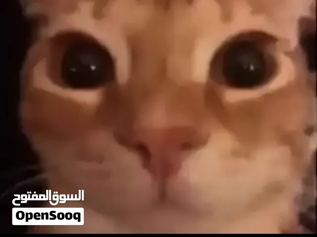 السلام عليكم عندي 7300 نبي كيس