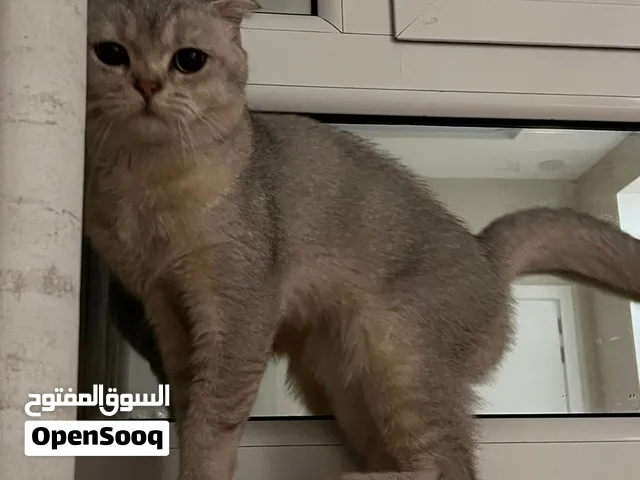 للتبني قط سكوتش ذكر