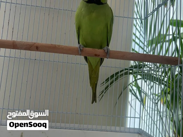 طائر جميل للبيع